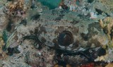 Arothron manilensis camouflage cryptique corail cache poisson Nouvelle-Calédonie Nouville Nouméa aquarium