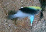 Chrysiptera rollandi Rolland's demoiselle New Caledonia aquarium fish