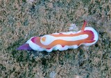Noumea Norba colorful sea slug dorid nudibranch shell-less marine gastropod mollusk Chromodorididae New Caledonia nudibranch