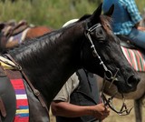 tête de cheval noir Nouvelle-Calédonie étalon stalion black New Caledonia