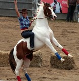 Broussarde cavaliere a cru voltige equestre cheval paint Nouvelle-Calédonie