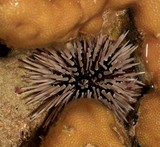 Parasalenia gratiosa Red urchin New Caledonia echinoderm lagoon reef