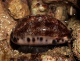 Dog-rose cowrie Mauritia eglantina New Caledonia diving shell collection description photography