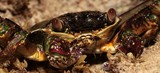 Grapsus albolineatus New Caledonian Exclusive Economic Zone Sally-light-foot crab