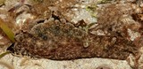 Aplysia argus Lièvre de mer ocellé Nouvelle-Calédonie nudibranche lagon Calédonien
