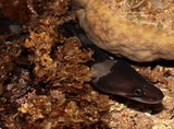 Conger cinereus Congre à moustache Poisson récif frangeant Nouvelle-Calédonie photo nocturne