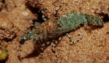 Saron marmoratus saron shrimp New Caledonia recif diving picture arthropod