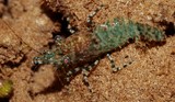 Saron marmoratus saron shrimp New Caledonia recif diving picture arthropod