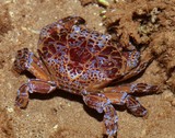 Zosimus aeneus crab toxic New Caledonia Lethal poisonous