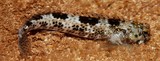 Entomacrodus striatus Reef margin blenny New Caledonia Small dark spots on body