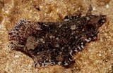 Dendrodoris albobrunnea opistobranche Nouvelle-Calédonie nudibranche