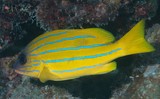 Lutjanus quinquelineatus Five-lined snapper New Caledonia