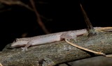 Gecko camouflage Nouvelle-Calédonie