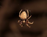 Eriophora transmarina araignée de Nouvelle-Calédonie guide indentification