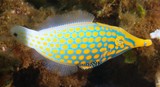 Oxymonacanthus longirostris Harlequin filefish New Caledonia fish lagoon reef identification description