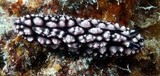Phyllidiopsis fissurata fissuratus New Caledonia nudibranch sea slug gastropod mollusk
