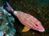 Parupeneus ciliatus Mullidae New Caledonia scuba diving underwater picture