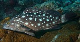 Epinephelus coeruleopunctatus Whitespotted grouper New Caledonia biodiversity marine fauna photography