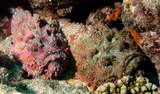 Synanceia verrucosa Poisson-pierre couple poisson Nouvelle-Calédonie