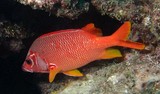 Sargocentron spiniferum Sabre squirrelfish New Caledonia Head and body red