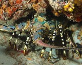 Panulirus ornatus  tropical rock lobster Coral crayfish New Caledonia