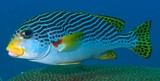 Plectorhinchus lineatus Yellowbanded sweetlips New Caledonia reef lagoon fish
