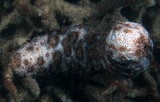 Pearsonothuria graeffei blackspotted sea cucumber New Caledonia Echinodermata Marine Fauna biodiversity