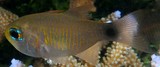 Taeniamia fucata Orangelined cardinalfish New Caledonia changed genus Taeniamia