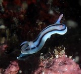 Chromodoris lochi Doris de Loch nudibranche Nouvelle-Calédonie photographie sous-marine