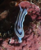 Chromodoris lochi rhinophores branchies Nouvelle-Calédonie nudibranche