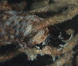 Pearsonothuria graeffei Holothurie rayée tiretée Nouvelle-Calédonie biodiversité faune sous-marine Echinodermata
