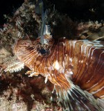 Pterois volitans Scorpion volitans Turkey fish New Caledonia venomous dorsal spines