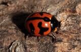 Coccinella transversalis transverse lady beetle New Caledonia insect