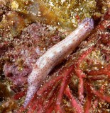 Hypselodoris maculosa sea slug or dorid nudibranch marine gastropod mollusk New Caledonia