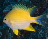 Amblyglyphidodon aureus Golden damselfish New Caledonia Body golden yellow, with blue spots on scales of head and body