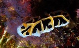 Reticulidia fungia sea slug dorid nudibranch hell-less marine gastropod mollusk family Phyllidiidae