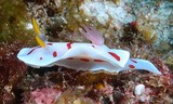 Verconia Noumea catalai René Catala biologique marine calédonienne Nouvelle-Calédonie nudibranche endémique