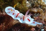 Noumea catalai gastropod mollusk Chromodorididae New Caledonia nudibranch endemiq