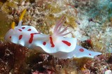 Noumea catalai colourful sea slug dorid nudibranch New Caledonia endemiq species
