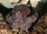 Octopus cyanea Gros poulpe bleu Nouvelle-Calédonie eaux tropicales océan Pacifique/Indien