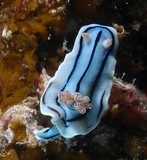 Chromodoris willani sea slug dorid nudibranch shell-less marine gastropod mollusk family Chromodorididae New Caledonia