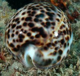 cypraea tigris porcelaine tigrée nouvelle-calédonie coquillage du cailloux plongée sous-marine