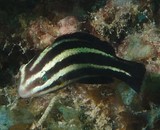 Chlorurus microrhinos Blunt-head parrotfish juvenile New Caledonia fish lagoon aquarium trade