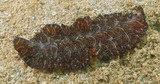 Pseudobiceros bedfordi Persian carpet flatworm New Caledonia