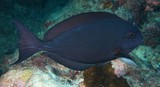 Acanthurus albipectoralis Whitefin surgeonfish New Caledonia Body varying from light bluish grey to dark brown