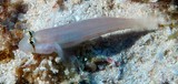Gnatholepis cauerensis Eyebar goby New Caledonia Fish identification