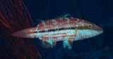 Oxycheilinus arenatus Speckled maori wrasse New Caledonia rare fish