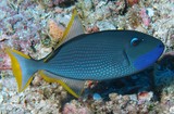 Xanthichthys auromarginatus Gilded triggerfish male New Caledonia