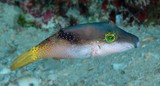 Canthigaster epilampra Lantern toby New Caledonia rare fish