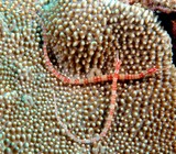 Corythoichthys nigripectus Blackbreasted pipefish New Caledonia syngnathe